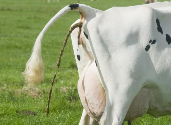Ook andere sectoren in de veehouderij bleven onder het stikstof- en fosfaatplafond