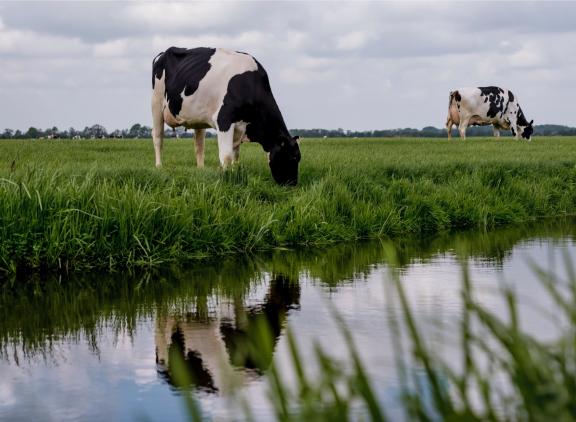 Een rantsoen met meer natuurgras vraagt om aangepaste koeien