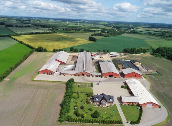 In 2022 passeerden bij duizend Deense koeien de grens van 100.000 kg melk