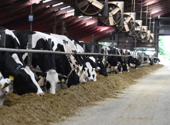 Gemiddeld produceerden de Deense koeien in 2022 bijna 11.300 kg melk