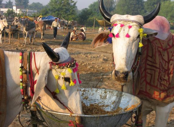 Valentijnsdag wordt dit jaar toch geen Koeknuffeldag in India