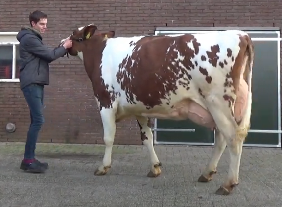JU Lonia 254 (v. Lord P) schreef de videokeuring Voorst-Terwolde op haar naam