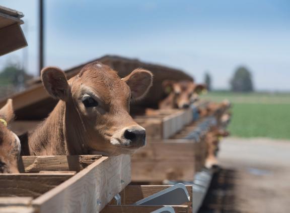 Het zijn onder meer jersey (stier)kalveren waarvoor nauwelijks een markt is in Nieuw Zeeland