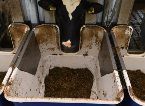 Een deel van de koeien in de proef krijgt twee lactaties lang slechts 130 gram ruw eiwit per kg droge stof