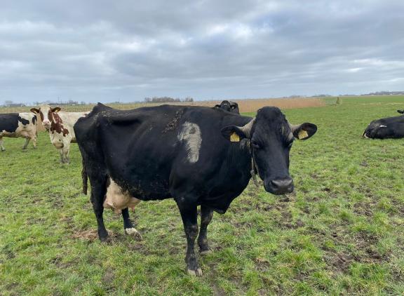In haar tweede lijst produceerde Anna bijna 93.000 kg melk in ruim 3500 dagen