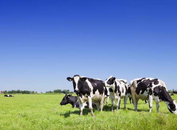 Voorkom daling van het melkvetgehalte in het voorjaar