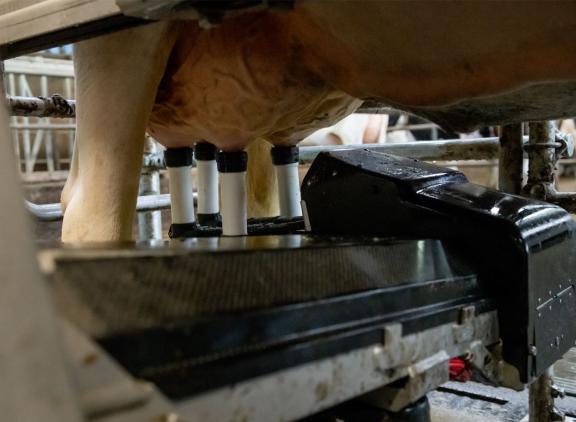 Vanaf de indexdraai van april gebruikt Coöperatie CRV melkrobotdata voor de schatting van fokwaarden voor uierkenmerken en melksnelheid