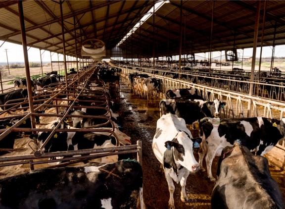 Gemiddeld genomen steeg de melkproductie in de VS nauwelijks, maar tussen de staten onderling zijn de verschillen groot