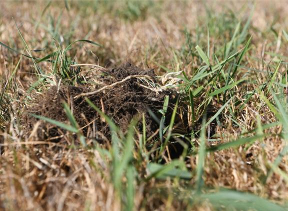 droog gras