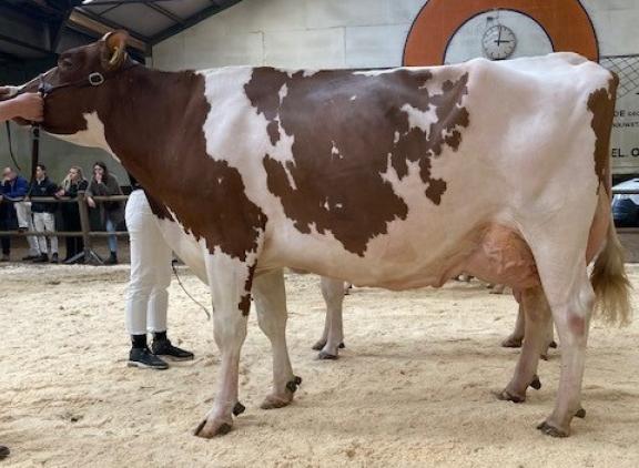 Glinzer Beatrix 91 (v. Jotan), algemeen kampioene roodbont 