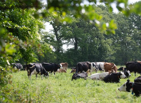 Het aanwijzen van gronden dichtbij natuurgebieden waarvoor strenge regels gaan gelden, is een breekpunt gebleken voor Agractie om deel te nemen aan het overleg voor een Landbouwakkoord