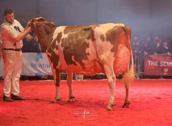 Jansje 703 (v. Jacot) is de eerste roodbonte algemeen kampioene in Noordeloos sinds 2015