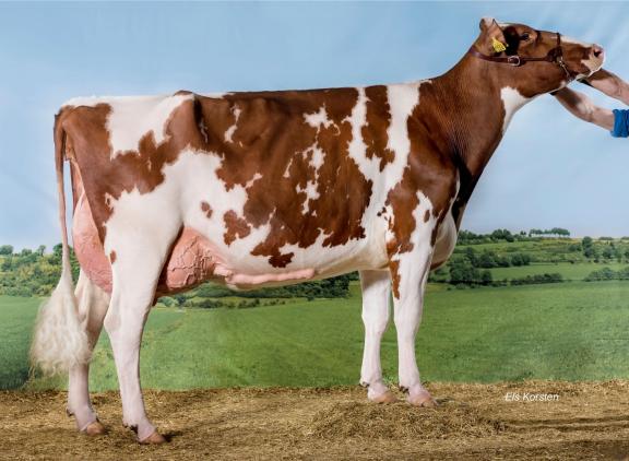 Big Boukje 343 (v. Mason) won in 2019 het algemeen kampioenschap roodbont tijdens de wintershow Zwolle