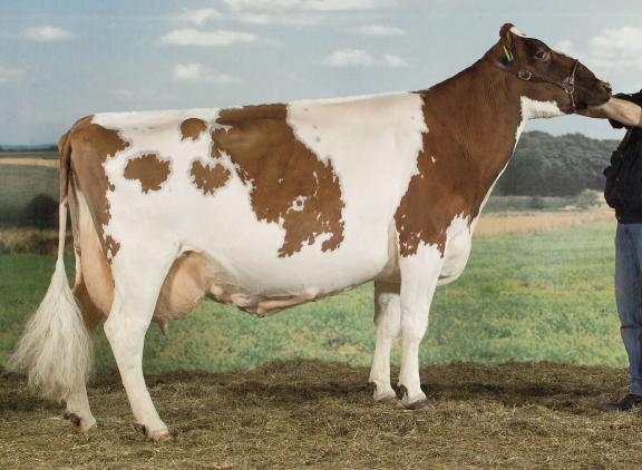 Stouwdamshof Jacoba 8 (v. Lica) won op de NRM in 2002 het algemeen kampioenschap roodbont