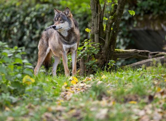 De meeste meldingen van wolvenschade kwamen uit het zuidwesten van Drenthe