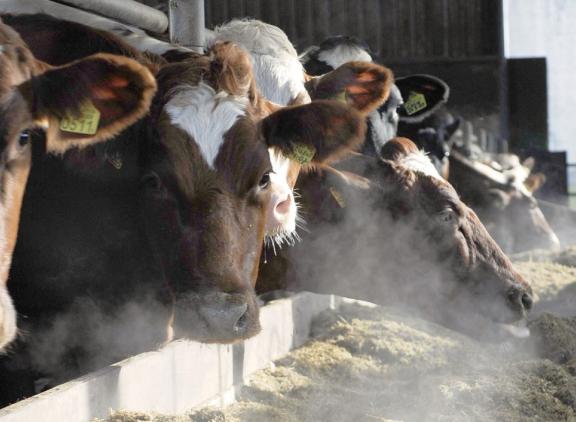 De ammoniak- en stikstofuitstoot uit de landbouw daalden van 2018 tot en met 2021 met 6,4 en 8,0 procent