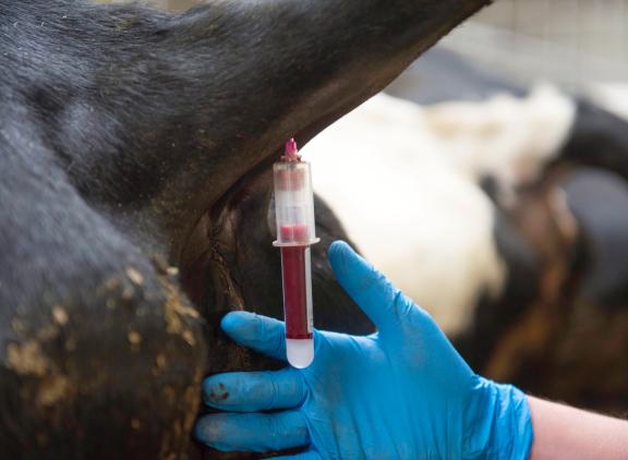 Ongeveer 11 procent van de Belgische dieren heeft bij verkoop antistoffen tegen neospora
