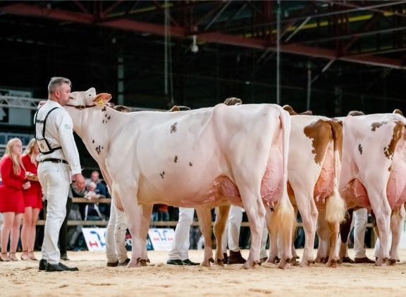 Wilskracht Warsi 879 won op de HHH-show in 2022 de reservetitel bij de senioren