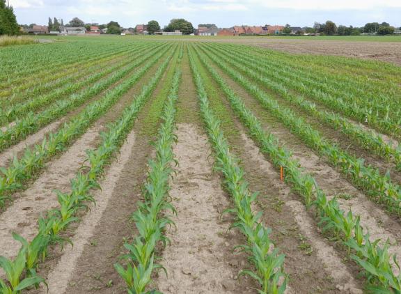 De helft van het perceel dat niet-kerend was bewerkt had in het voorjaar een hoger vochtgehalte (foto: Inagro)