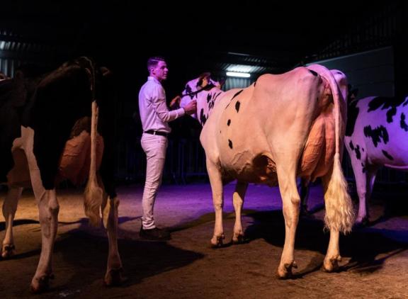 Vliek Française 64 (v. Artist) van Vliek Holsteins won de vaarzentitel in Ermelo