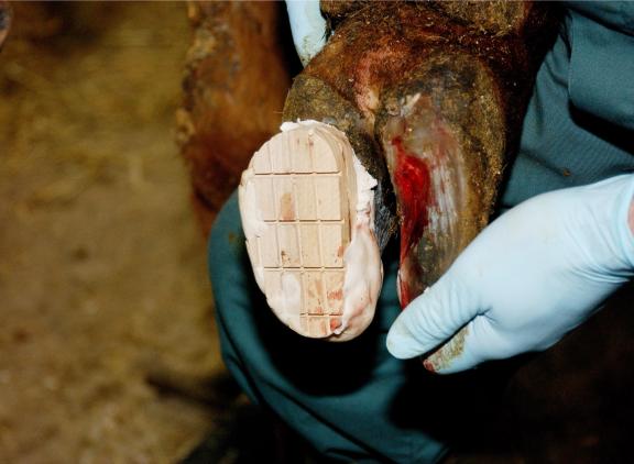 Een combinatie van bekappen, klosje plakken en toedienen van een pijnstiller en ontstekingsremmer blijkt de meest effectieve behandeling tegen zoolzweren en witte lijn aandoeningen