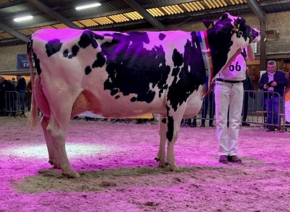 Share Cinderella 158 (v. Fitz) is Miss Betuwe 2023