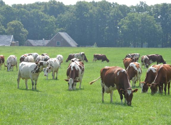 Wakker Dier roept burgers op te kijken in het land of koeien niet te mager of te vies zijn