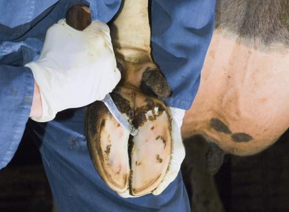   Stinkpoot en zoolbloedingen lieten van 2007 tot en met 2022 de grootste daling zien met 70 en 63 procent 