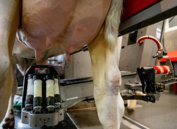 Koeien met 92 voor speenlengte (korte spenen) scoren gemiddeld maar 1 fokwaardepunt hoger voor melkrobotefficiëntie dan koeien met fokwaarde 100 voor speenlengte