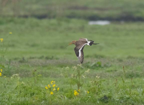 Veehouders die melk leveren aan De Fryske laten twintig procent van hun grasland met rust, zodat het aantrekkelijker wordt voor weidevogels