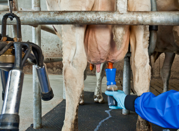 Speendippen DeLaval Tri-Fender - 800x533.png