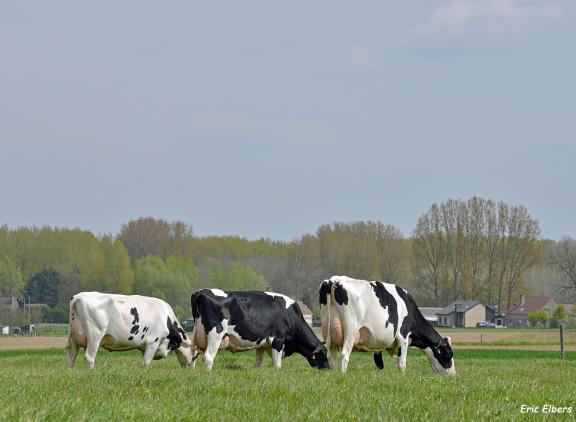De pachtprijs voor grasland in België steeg in tien jaar tijd met ruim 20 procent