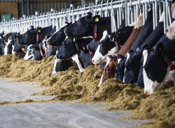 Graskuil deels vervangen door ontsloten gras resulteerde in een betere eiwitbenutting