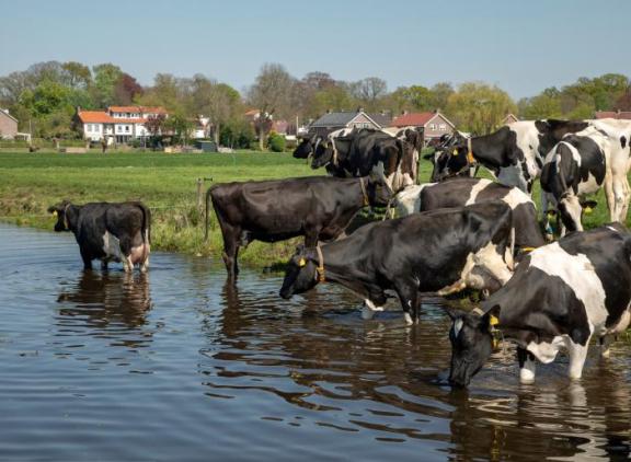 Hittestress en vruchtbaarheid.jpg