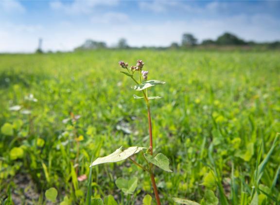 Nieuwe Europese natuurwetgeving kan volgens minister Van der Wal natuurbehoud nog juridisch ingewikkelder maken