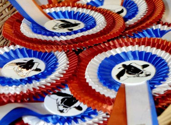 Behalve twee rubrieken met vaarzen telde de Valleikeuring ook drie rubrieken kalveren en twee rubrieken pinken