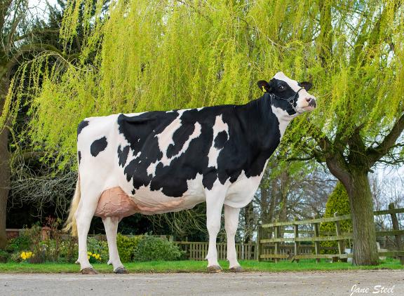 Riverdane Ex Rosabel is negen jaar oud en kreeg recent 97 punten
