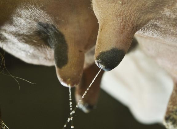Het lekken van melk vergroot de kans op uierontsteking tijdens de droogstand