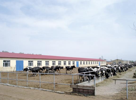 In China stijgt de zuivelproductie, waardoor de importbehoefte daalt