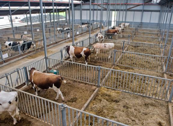 Stieren van AI Total zullen voor de winning van sperma gestald worden in de productiestallen van KI Samen