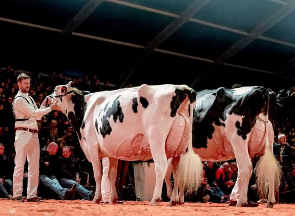 Esprit versloeg op het EK in Libramont in 2019 de Nederlandse Koba 219 in haar rubriek (foto: Els Korsten)