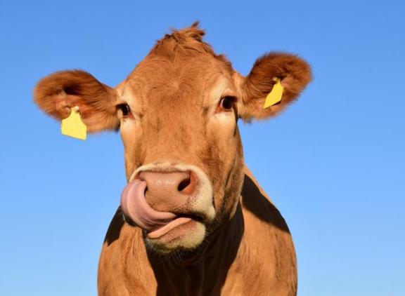 cow-1715829_960_720.jpg