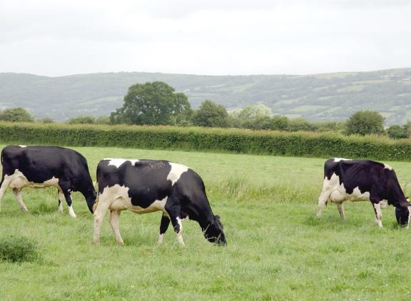 Afgelopen jaar trok bijna vijf procent van de Britse boeren definitief de staldeuren dicht