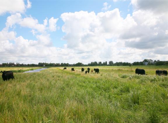 Het RIVM heeft de KDW’s voor 32 natuurgebieden verlaagd