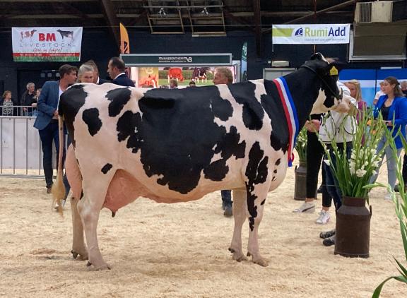 Algemeen kampioene zwartbont Zwaantje 236 (v. Goldsun) produceerde al bijna 118.000 kg melk