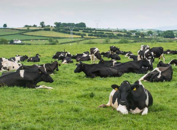 De Ierse melkveehouders produceerden in de eerste helft van 2023 minder melk dan vorig jaar