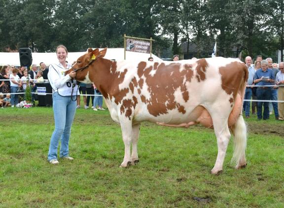 Julia 422 won in Twello de titel bij de oudere koeien en het algemeen kampioenschap roodbont (foto: Martijn van der Boom)