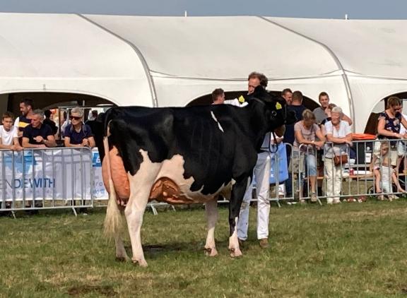 Na het kampioenschap in de middenklasse vorig jaar, was Bons-Holsteins Koba 245 nu de sterkste bij de senioren