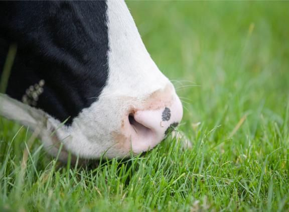 Door het eten van met dioxinen vervuild gras krijgen koeien de schadelijke stoffen binnen en komen dioxinen in melk en vlees terecht