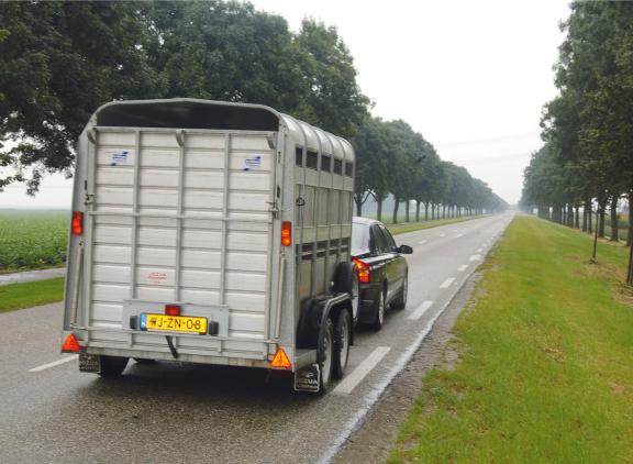 Transport van herkauwers tussen Nederland en België is weer mogelijk